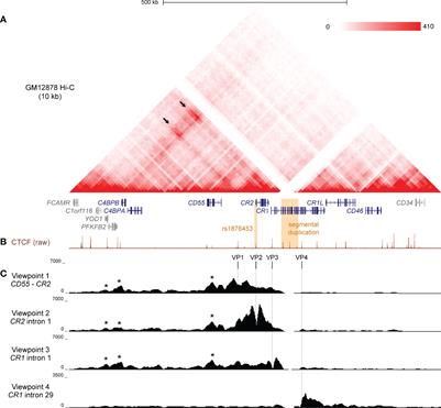 Regulatory Architecture of the RCA Gene Cluster Captures an Intragenic TAD Boundary, CTCF-Mediated Chromatin Looping and a Long-Range Intergenic Enhancer